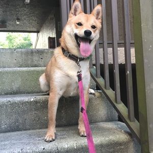 Meet your Posher, Alexis